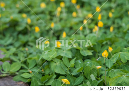 花 フラワー お花 32879035