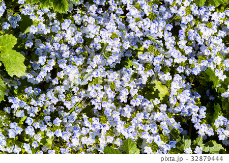 Background of Forget-me-not flowers Background of Forget-me-not flowers 32879444