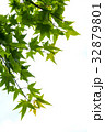 葉 リーフ 葉っぱ 32879801