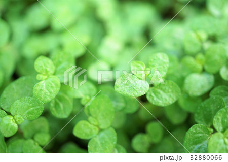 天使の涙 天使の涙 32880066