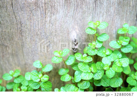 天使の涙 天使の涙 32880067