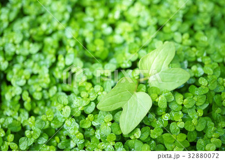 天使の涙 32880072