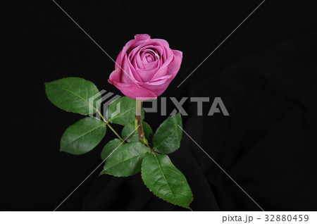 紫色の薔薇の写真素材 3459
