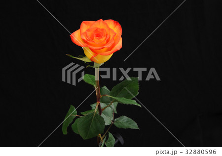 黒背景 オレンジ色の薔薇の写真素材 3596