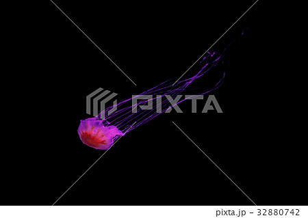 Illuminated jellyfish on black dark background. Illuminated jellyfish on black dark background. 32880742