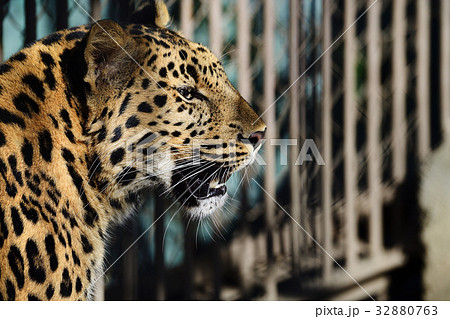 東武動物公園　チーター 32880763