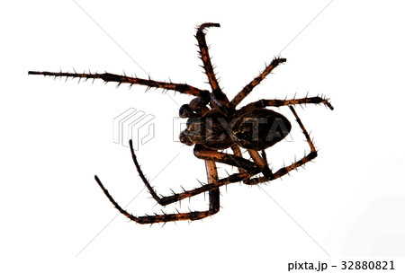 Spider isolated on white background 32880821