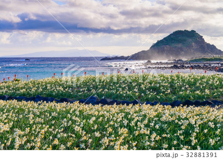 スイセン咲く、南伊豆の爪木崎 32881391