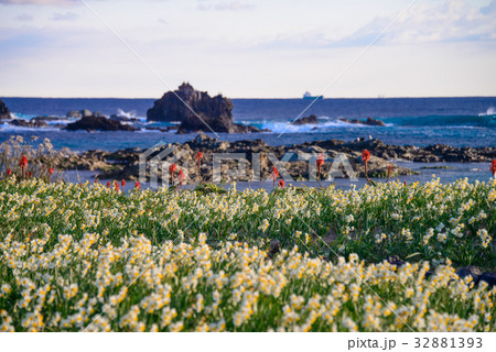 スイセン咲く、南伊豆の爪木崎 32881393