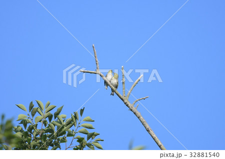 メジロのカップル1 メジロのカップル1 32881540