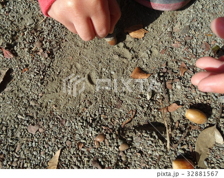 どんぐり拾い どんぐり拾い 32881567
