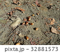 どんぐり 32881573