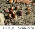 どんぐり 32881578
