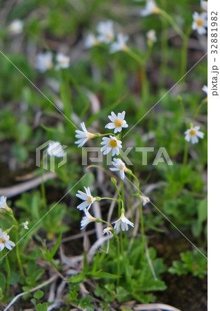 ヒナザクラ ヒナザクラ 32881982