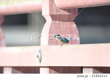 称名寺の平橋に止まるカワセミ若鳥a1 32882014