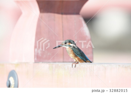 称名寺の平橋に止まるカワセミ若鳥a2 32882015