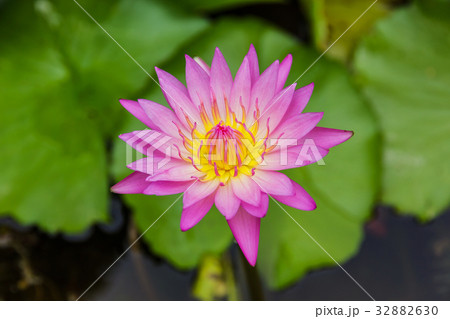 purple lotus or purple water lily in pond 32882630