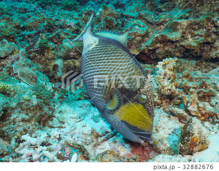 ゴマモンガラ 32882676