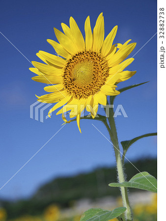 沖縄県宮古島市の畑に咲く向日葵 32882738