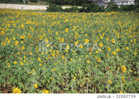 沖縄県宮古島市の向日葵畑 32882739