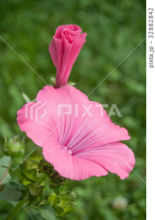 closeup of pink Lavatera flowers in a garden 32882842