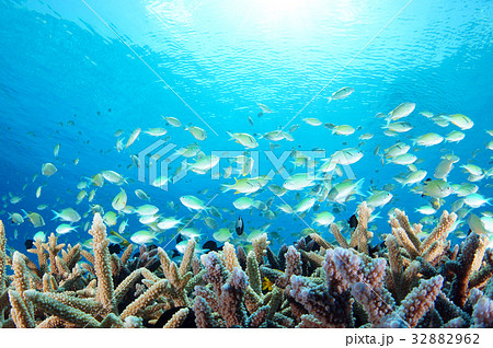 青い海とサンゴと魚たち 青い海とサンゴと魚たち 32882962