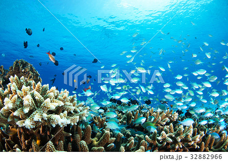 青い海とサンゴと魚たち 青い海とサンゴと魚たち 32882966