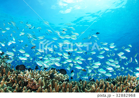 青い海とサンゴと魚たちの写真素材 3268