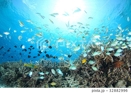 青い海と太陽と魚たち 32882996