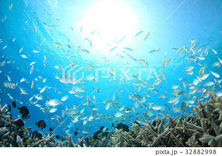 青い海と太陽と魚たちの写真素材 3298