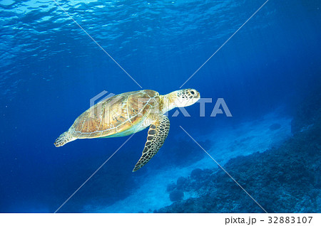 海亀と青い海の写真素材
