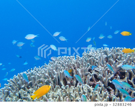 青い海とサンゴ礁 青い海とサンゴ礁 32883246
