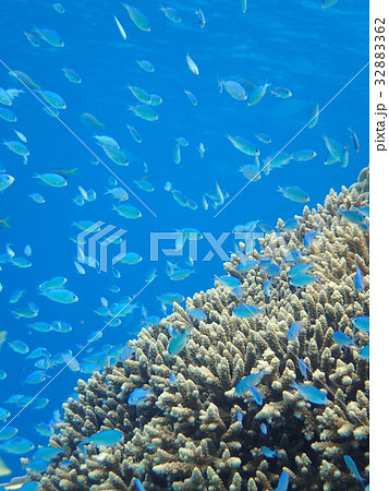 青い海とサンゴと魚たち 32883362