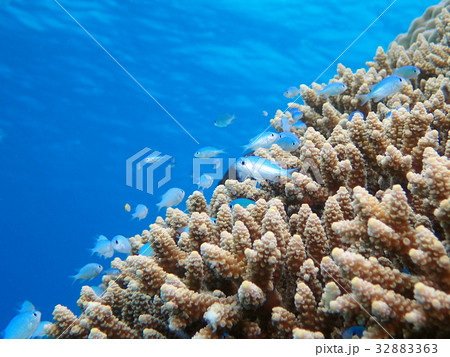 青い海とサンゴと魚たち 青い海とサンゴと魚たち 32883363