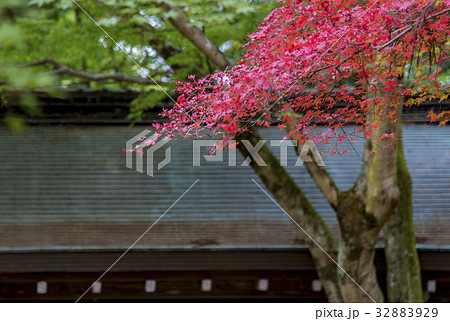 瑞宝寺の紅葉 32883929