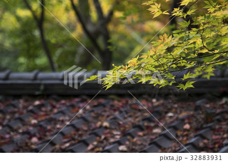 瑞宝寺の紅葉 瑞宝寺の紅葉 32883931
