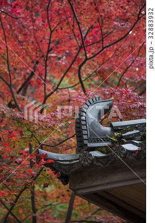 瑞宝寺の紅葉 瑞宝寺の紅葉 32883932