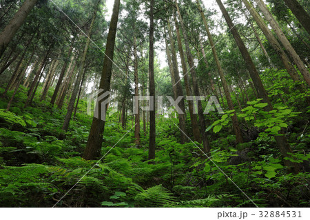 明るい植林地　奥武蔵・北向地蔵 32884531
