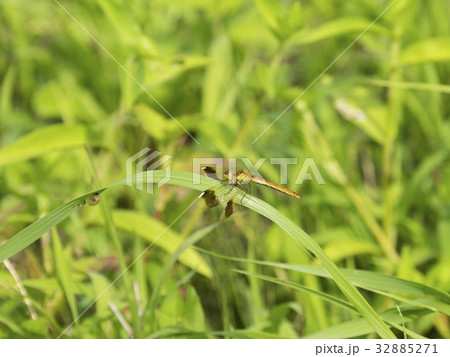 ミヤマアカネ(トンボ) ミヤマアカネ(トンボ) 32885271