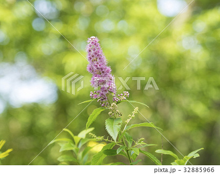 ホザキシモツケの花 32885966