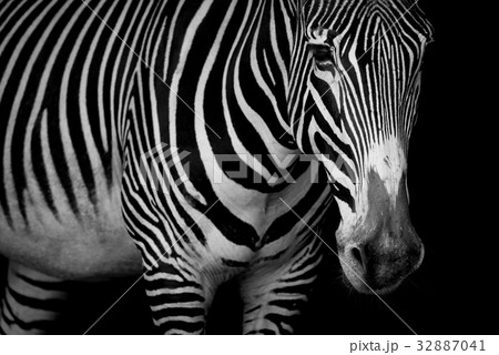 Mono close-up of Grevy zebra looking at camera Mono close-up of Grevy zebra looking at camera 32887041