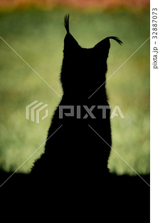 Silhouette of lynx with sunny grass behind Silhouette of lynx with sunny grass behind 32887073