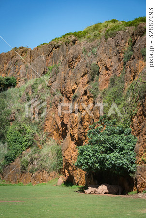 White rhinoceros in leafy shade beneath cliff 32887093