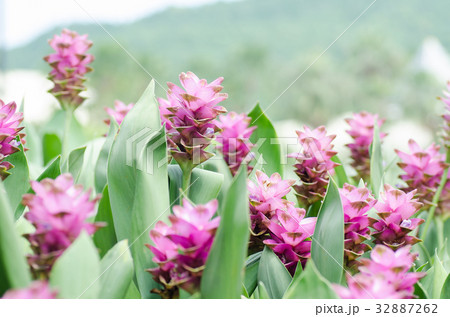 Pink curcuma flower,popular Thai flower in rainy 32887262