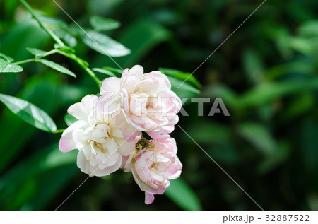 Pink roses flower blossom in a garden Pink roses flower blossom in a garden 32887522