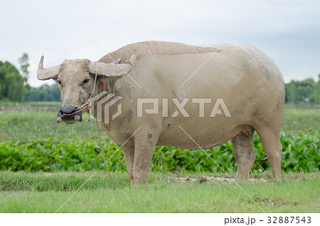 Buffalo play muck loosen. happily Buffalo play muck loosen. happily 32887543