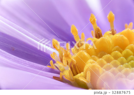 花 マクロ撮影 アズマギク 花 マクロ撮影 アズマギク 32887675