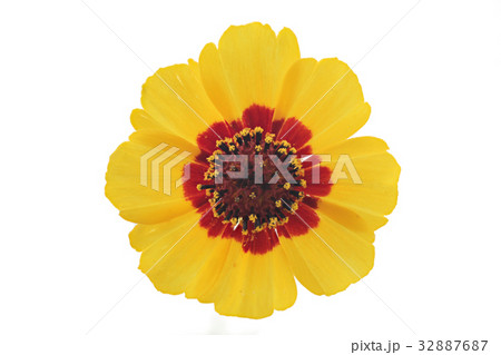 花 白バック ハルシャギク 花 白バック ハルシャギク 32887687