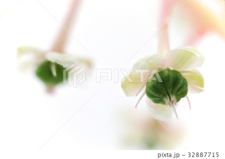 花　白バック　ヨウシュヤマゴボウ 32887715