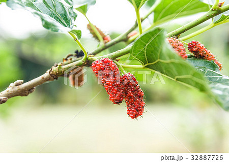 Mulberry on tree. 32887726